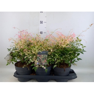 Nandina domestica
