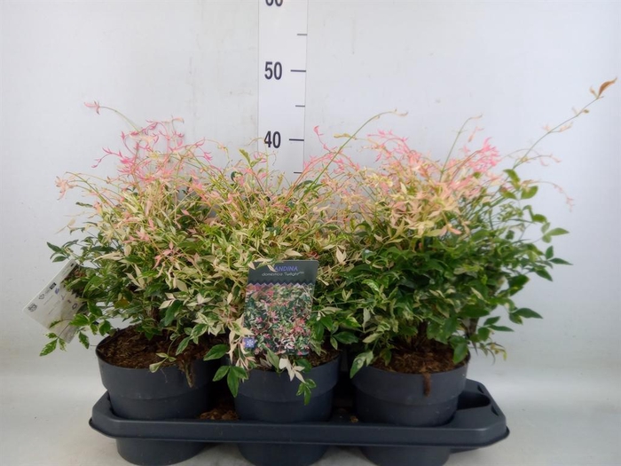 <h4>Nandina domestica</h4>