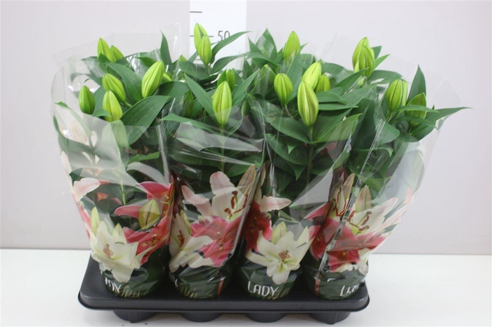<h4>Lillium Or Sunny Robyn 3pp Roze</h4>