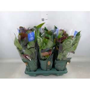 Anthurium andr. 'Essencia'