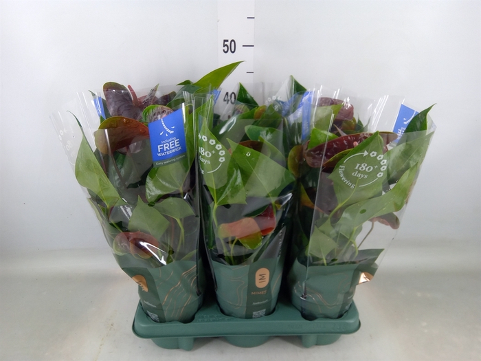 <h4>Anthurium andr. 'Essencia'</h4>