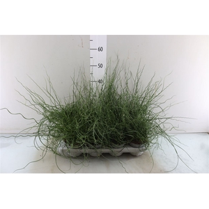 Juncus Ef Spiralis