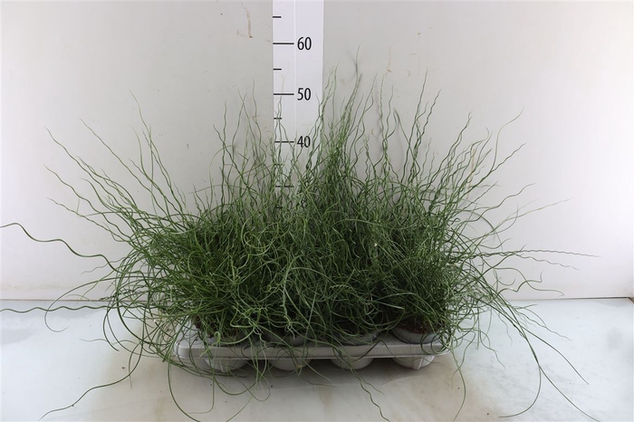 <h4>Juncus Ef Spiralis</h4>