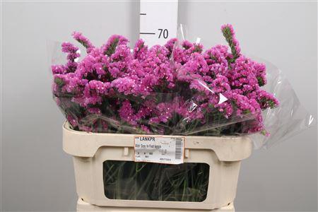 <h4>Lim S Raspberry Wings</h4>