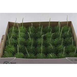 Sier Cucumis Egel M Holl X35