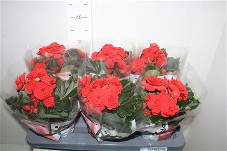 <h4>Beg Du Baladin</h4>