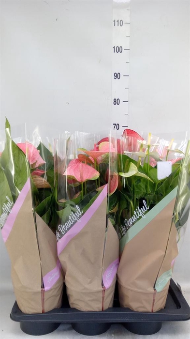 <h4>Anthurium ...mix 4</h4>