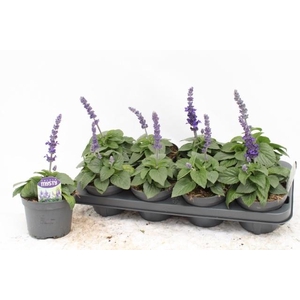 SALVIA MYSTY
