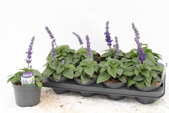 <h4>SALVIA MYSTY</h4>
