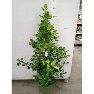 Ficus microcarpa 'Moclame'