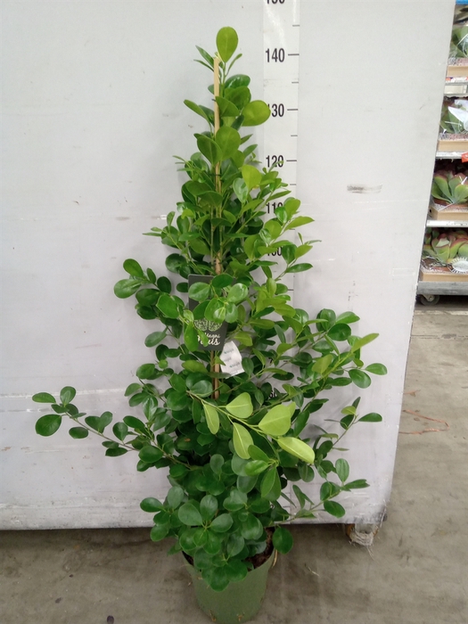 <h4>Ficus microcarpa 'Moclame'</h4>