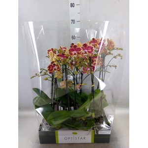 Phalaenopsis   ...red