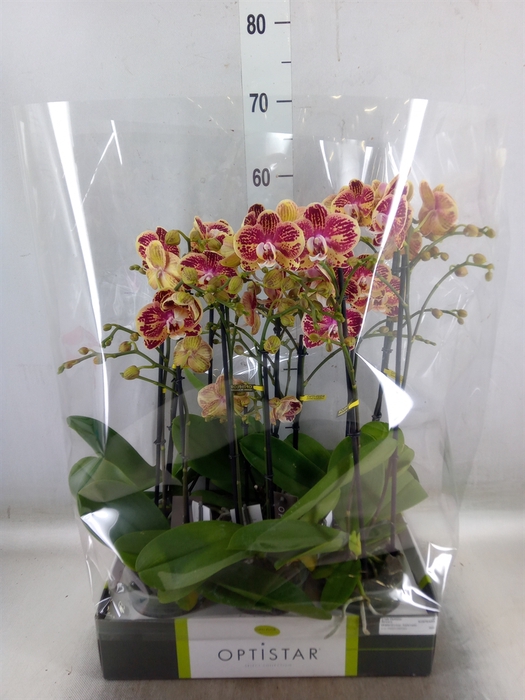 <h4>Phalaenopsis   ...red</h4>