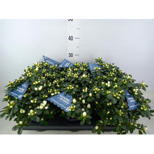 Rhododendron sim. 'Hor Chris Belli'