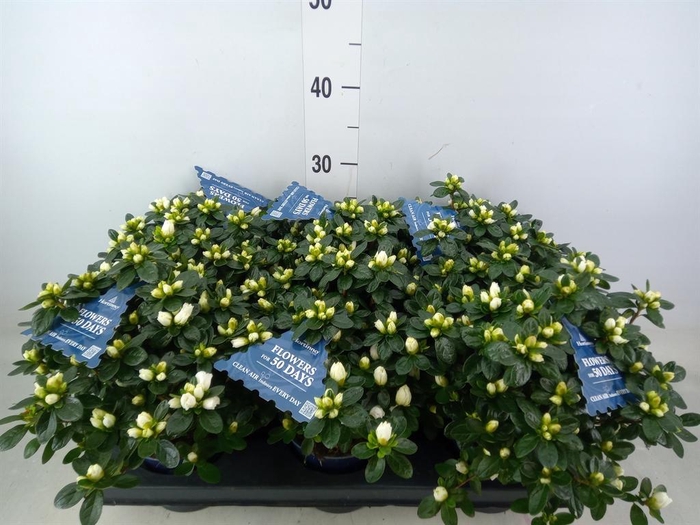 <h4>Rhododendron sim. 'Hor Chris Belli'</h4>