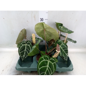 Anthurium cryst. 'Karma Crystal'