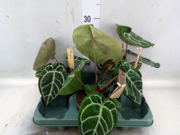 <h4>Anthurium cryst. 'Karma Crystal'</h4>