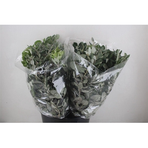 Pittosp Ralphi Leaves 200gr P Bunch