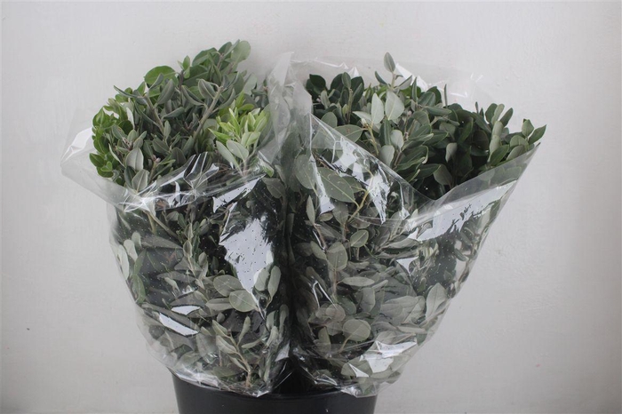 <h4>Pittosp Ralphi Leaves 200gr P Bunch</h4>
