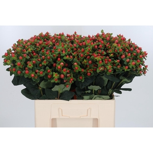 Hypericum Peach