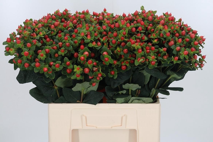 <h4>Hypericum Peach</h4>