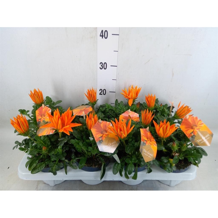 <h4>Gazania splen. 'Giant Deep Orange'</h4>