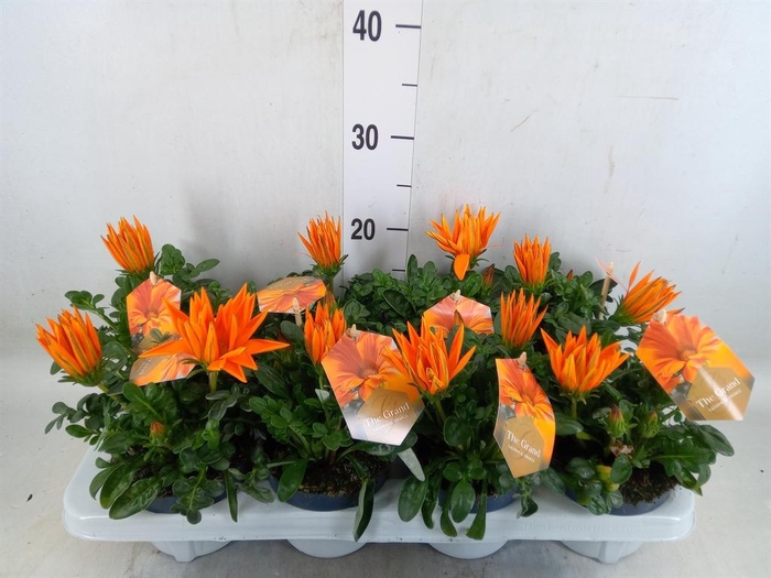 <h4>Gazania splen. 'Giant Deep Orange'</h4>