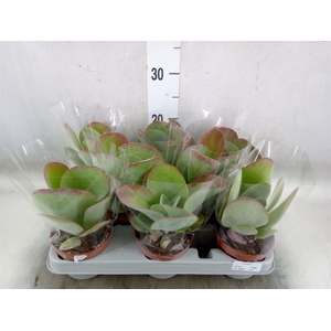 Kalanchoe NF thyrsiflora 'Red Lips'