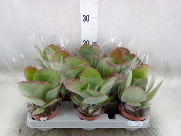 <h4>Kalanchoe NF thyrsiflora 'Red Lips'</h4>