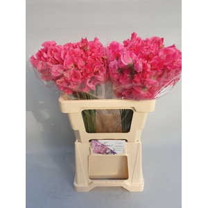 Lathyrus Coral