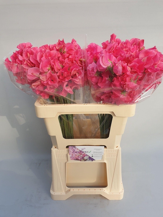 <h4>Lathyrus Coral</h4>