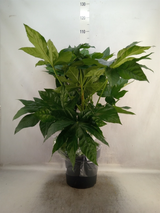 <h4>Fatsia japonica   ...</h4>