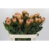 Protea Grandicolor