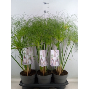 Cyperus papyrus 'Percamentus'