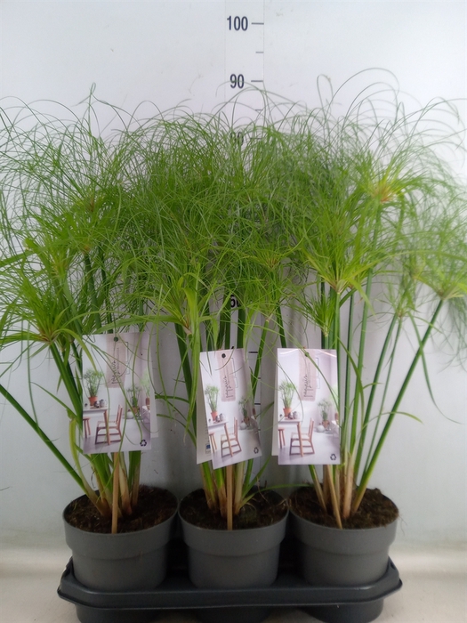 <h4>Cyperus papyrus 'Percamentus'</h4>