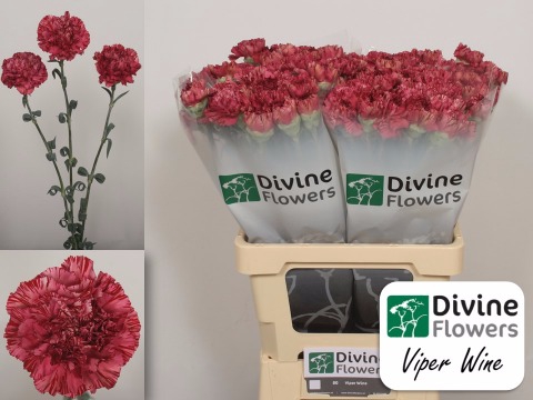 <h4>Di St Viper Wine Divine</h4>