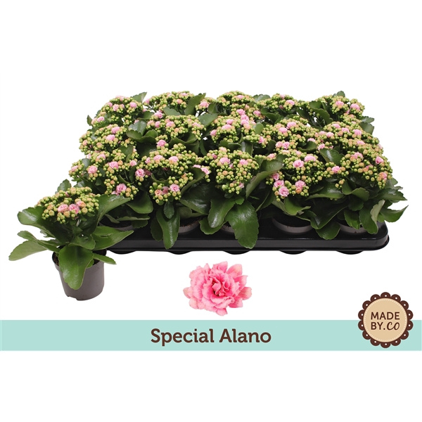 <h4>Kalanchoë Special Alano - no sleeve</h4>