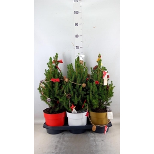 Picea glauca 'December'