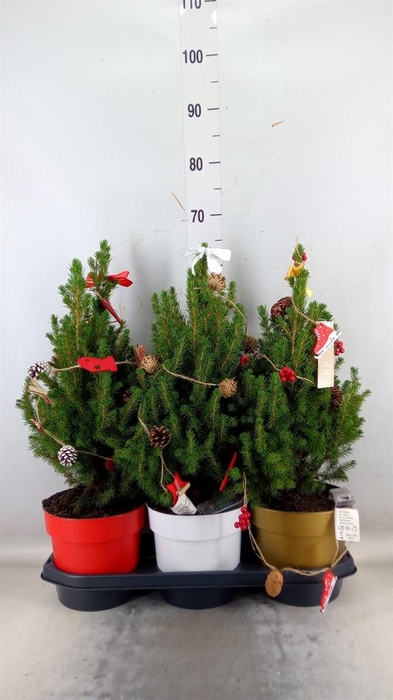 <h4>Picea glauca 'December'</h4>