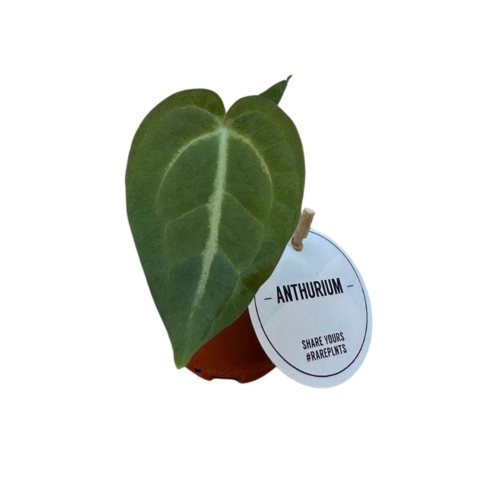 Anthurium blad