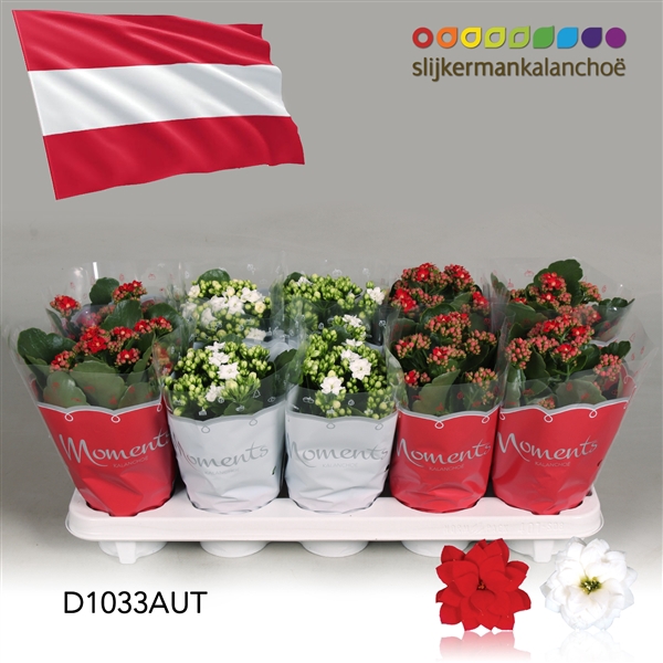 <h4>Kalanchoe Moments - Austria flag</h4>