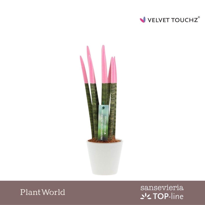 <h4>Sansevieria VELVET TOUCHZ® Pastel Roze In Rotterdam keramiek</h4>