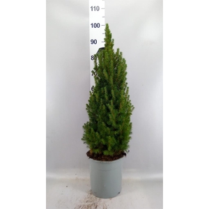 Picea glauca 'Conica'