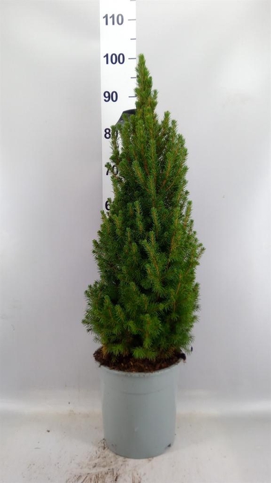 <h4>Picea glauca 'Conica'</h4>