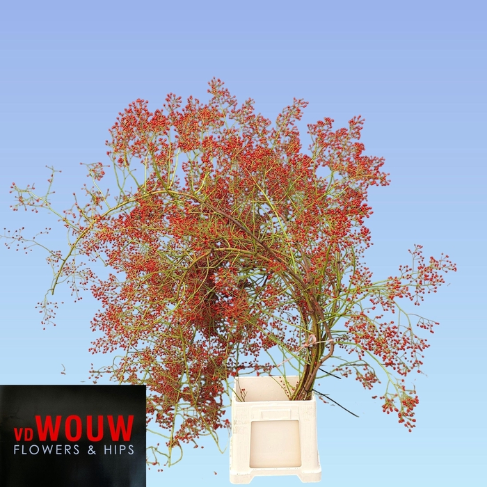 <h4>ROSA F AUTUMN SPIRIT</h4>