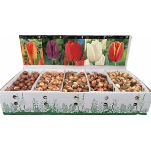 BLOEMBOL TULIPA