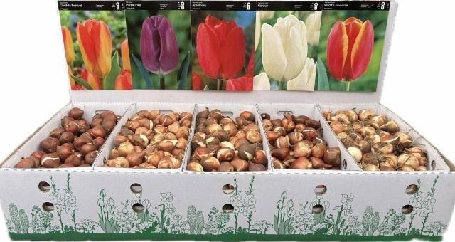 <h4>BLOEMBOL TULIPA</h4>
