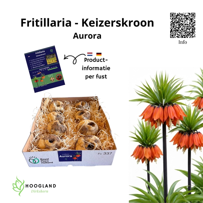 <h4>FRITILLARIA BOL</h4>