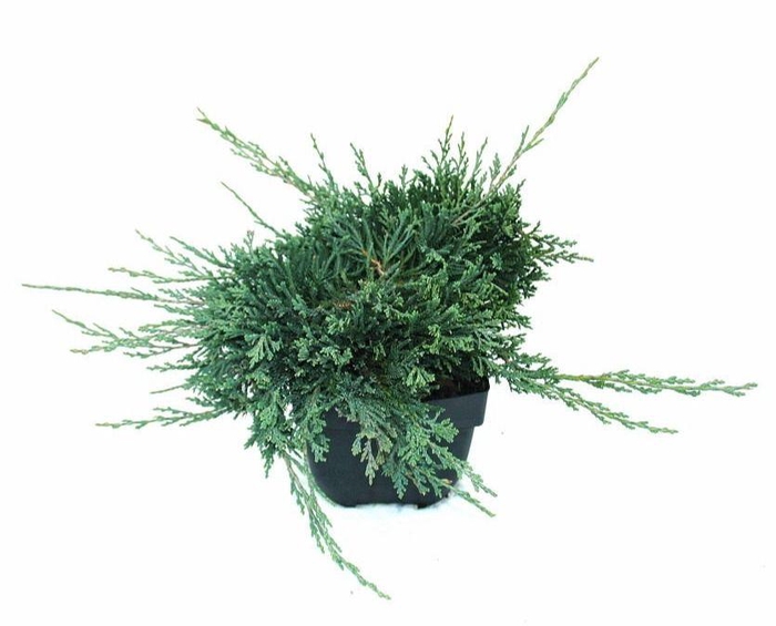 <h4>Juniperus horizontalis 'Wiltonii' P17</h4>
