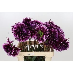 Dahlia Aiyana